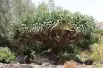 Dragon Blood Tree