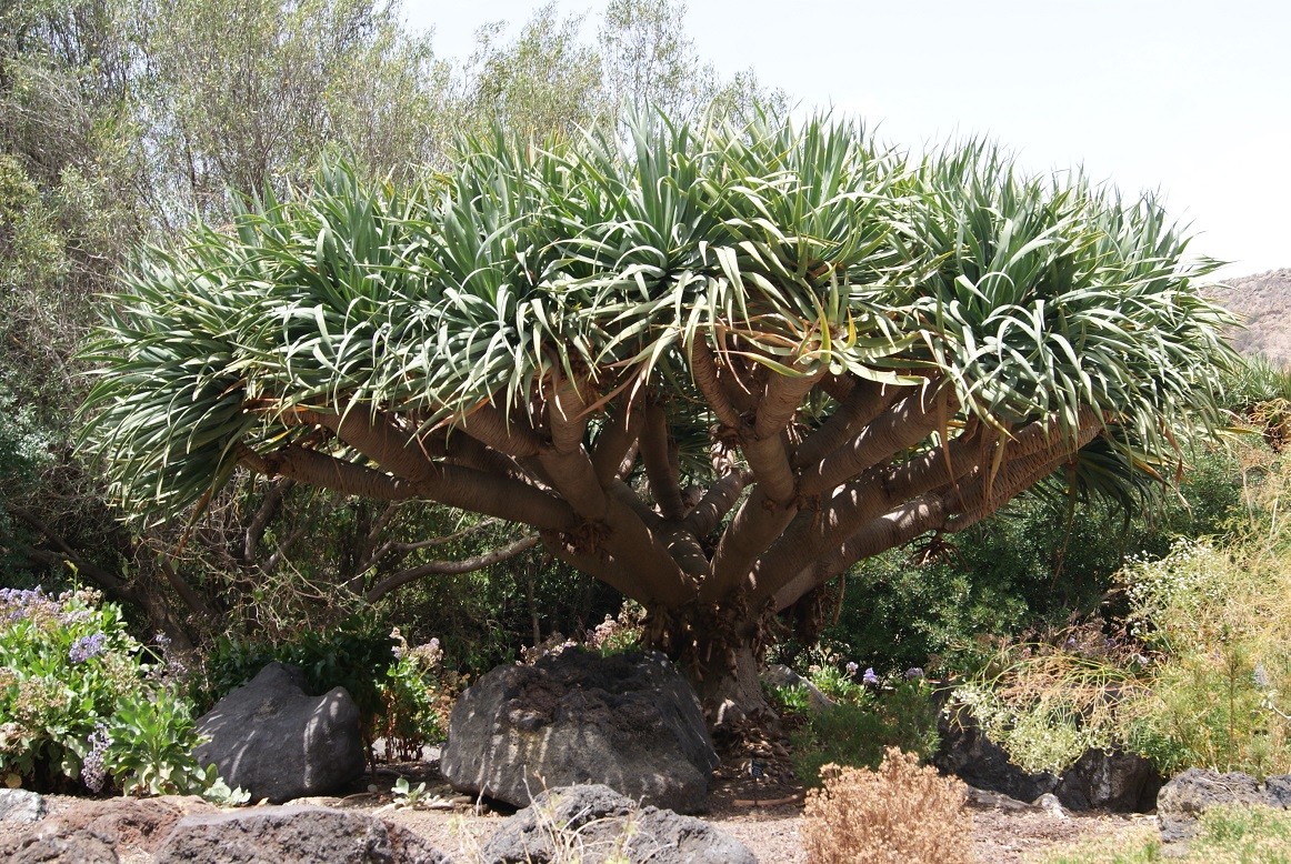 Dragon Blood Tree Dracaena Draco