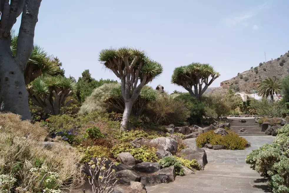 Dragon Blood Tree