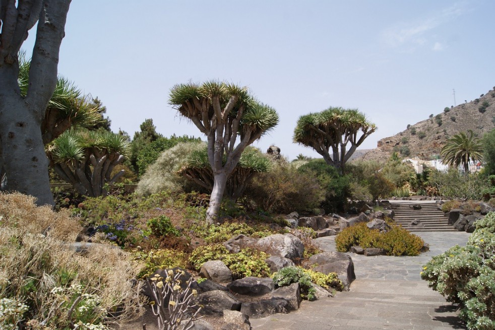 Dragonnier des Canaries