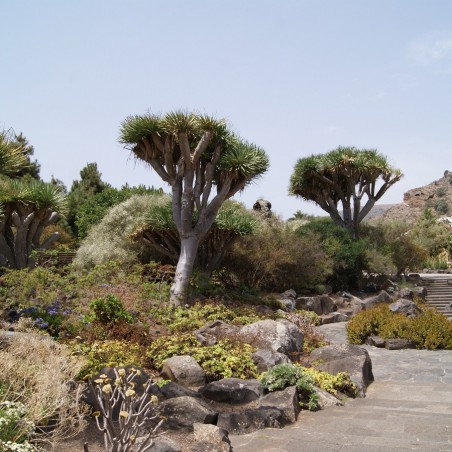 Dragonnier des Canaries