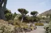 Dragon Blood Tree