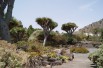 Dragonnier des Canaries
