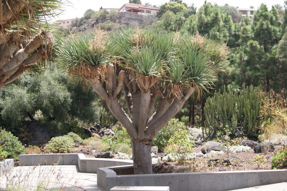 Dragon Blood Tree