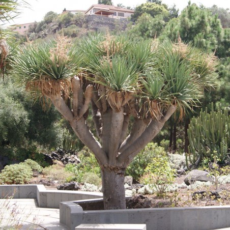 Dragonnier des Canaries