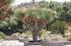 Dragonnier des Canaries