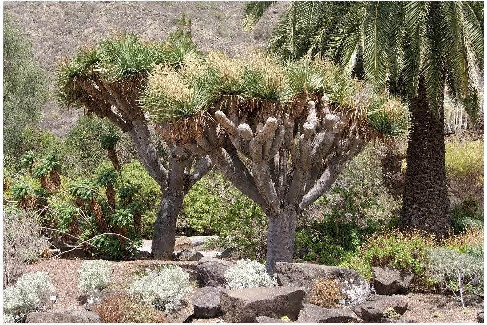 Dragon Blood Tree