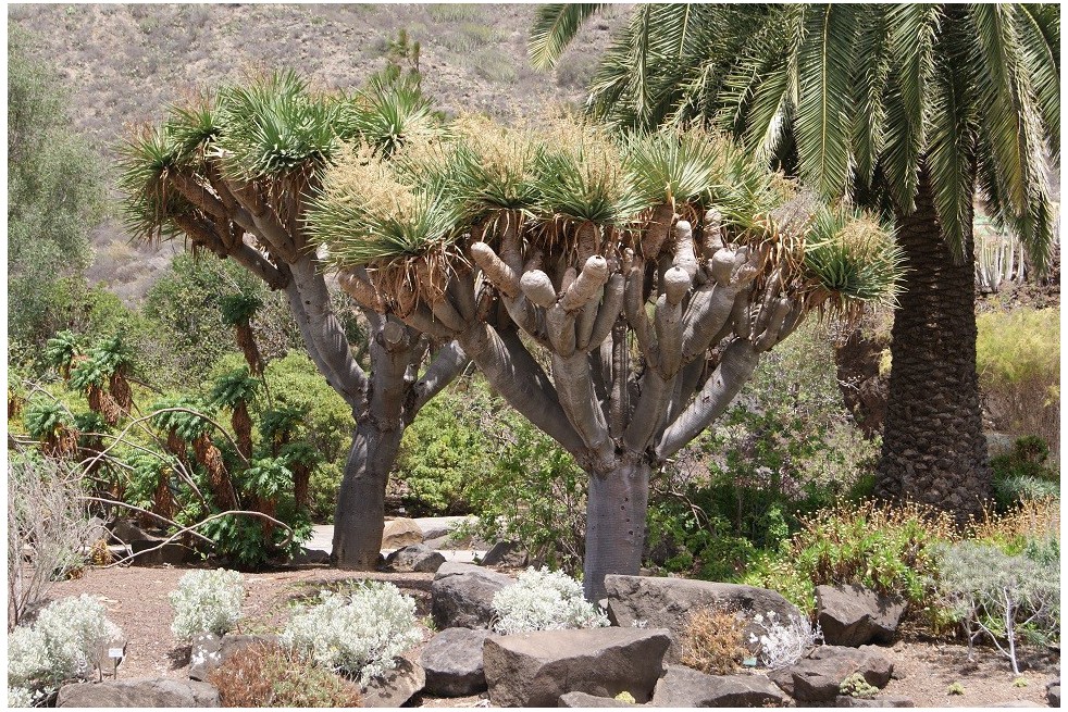 Dragonnier des Canaries