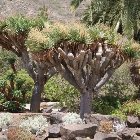 Dragonnier des Canaries