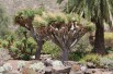 Dragon Blood Tree