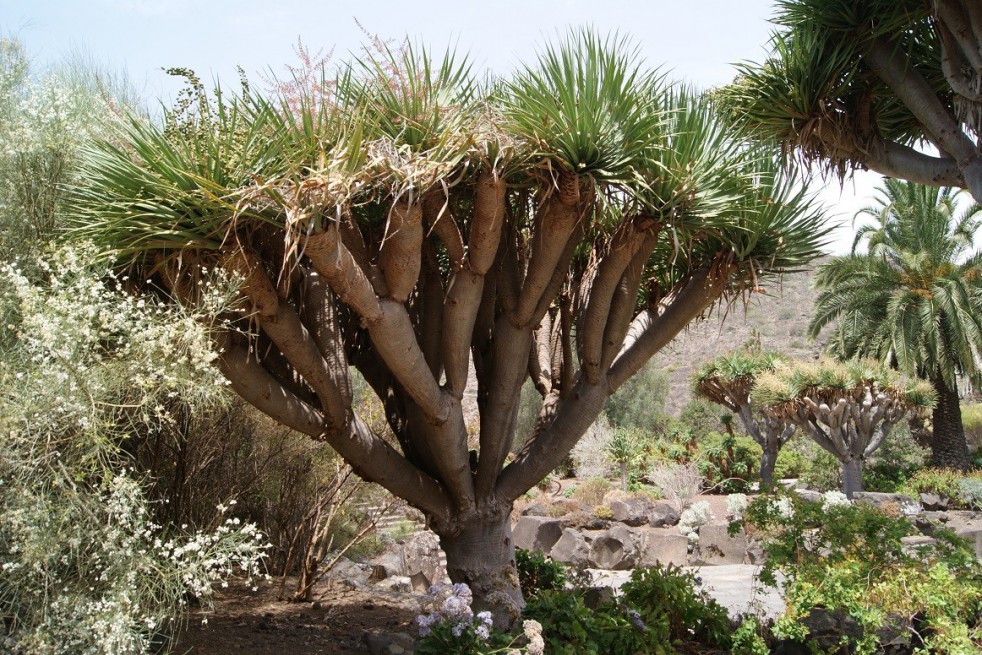 Dragon Blood Tree