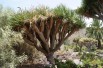 Dragon Blood Tree