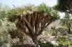 Dragon Blood Tree