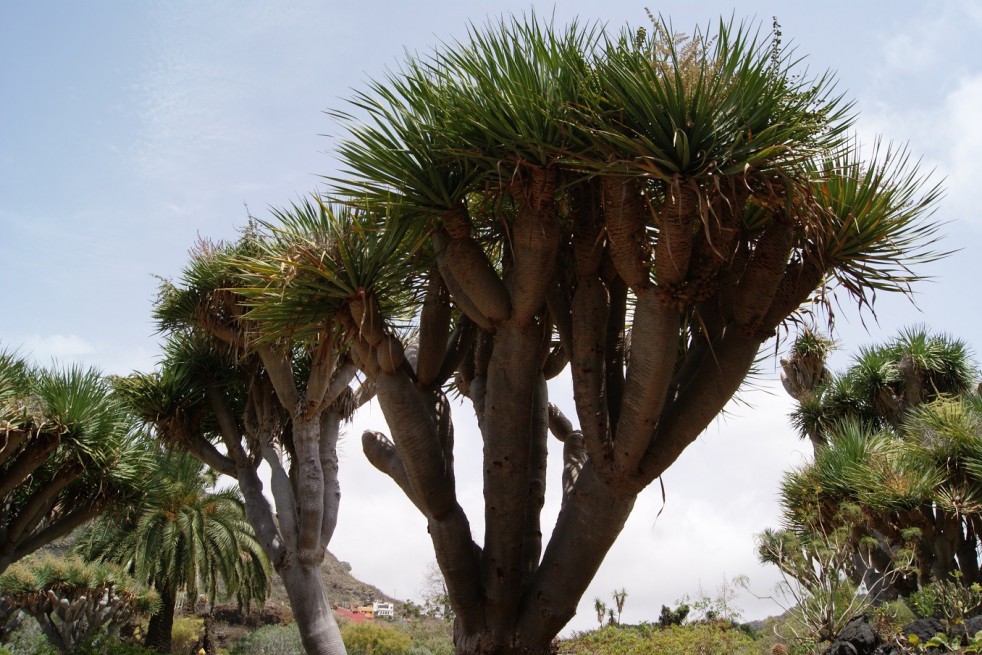Dragonnier des Canaries