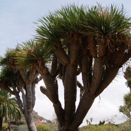 Dragonnier des Canaries