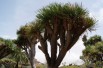 Dragon Blood Tree