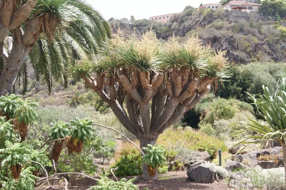 Dragon Blood Tree