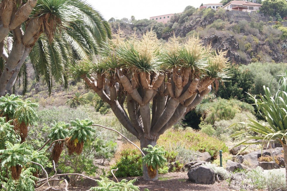 Dragonnier des Canaries