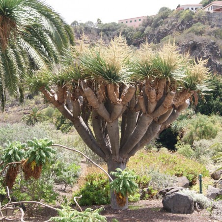 Dragonnier des Canaries