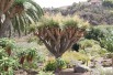 Dragonnier des Canaries
