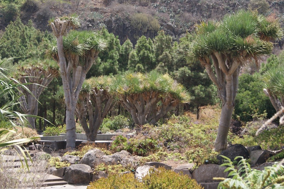 Dragon Blood Tree