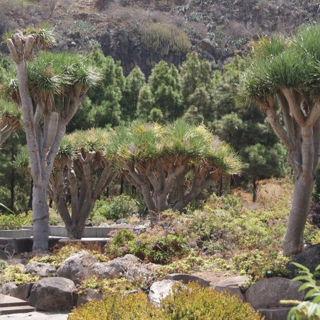 Dragonnier des Canaries