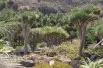 Dragon Blood Tree