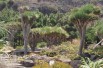 Dragonnier des Canaries