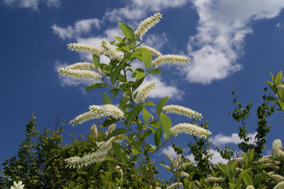 Itea virginica henry's garnet -Jardins du Monde.be