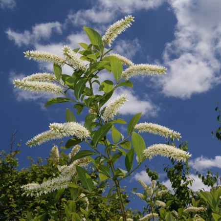 Itea virginica henry's garnet -Jardins du Monde.be