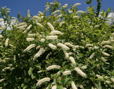 Itea virginica henry's garnet -Jardins du Monde.be