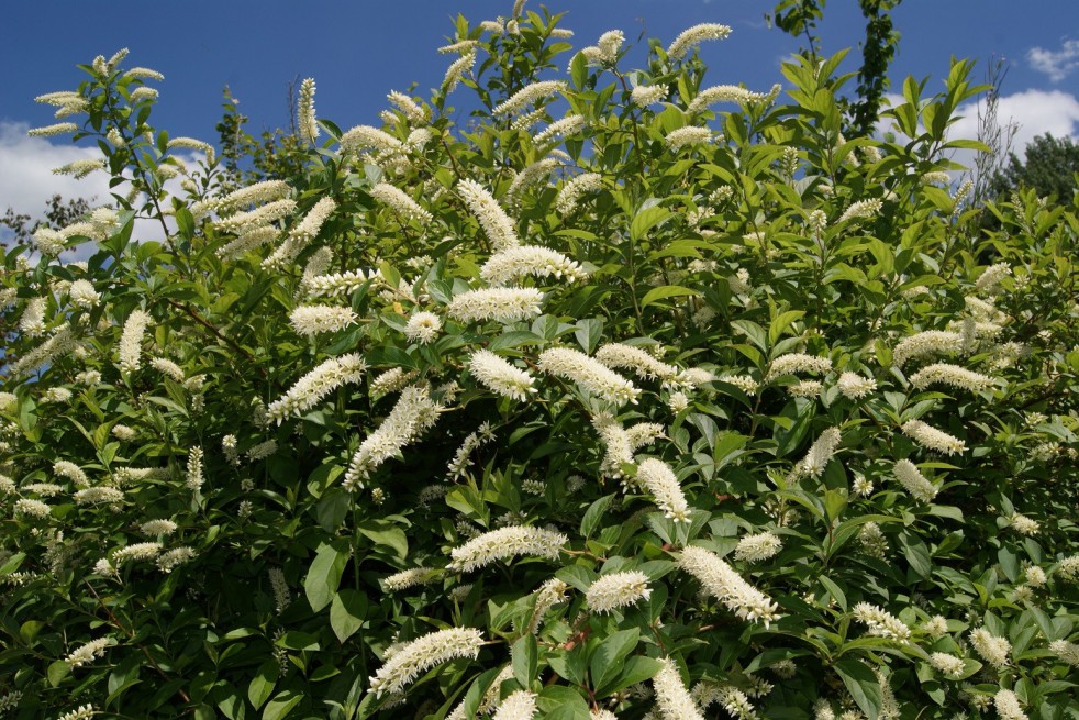 Itea virginica henry's garnet -Jardins du Monde.be