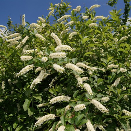 Itea virginica henry's garnet -Jardins du Monde.be