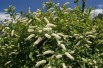 Itea virginica henry's garnet -Jardins du Monde.be