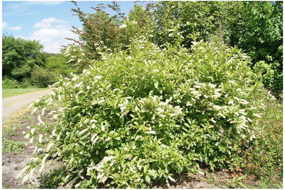 Itea virginica henry's garnet -Jardins du Monde.be