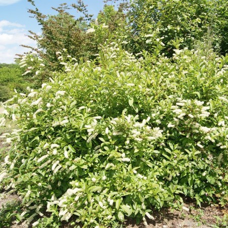 Itea virginica henry's garnet -Jardins du Monde.be