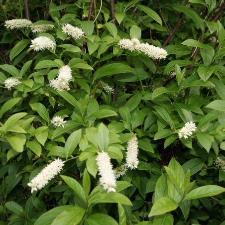 Itea virginica henry's garnet -Jardins du Monde.be