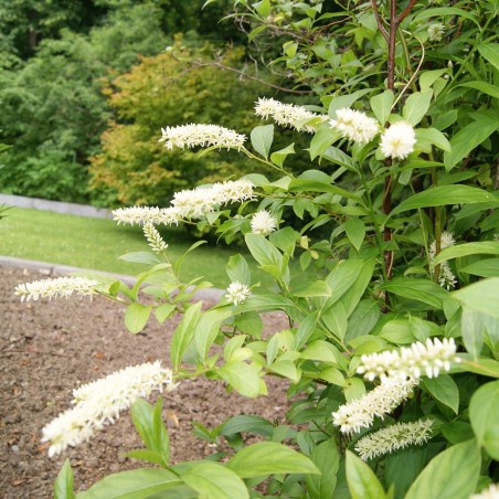 Itea virginica henry's garnet -Jardins du Monde.be