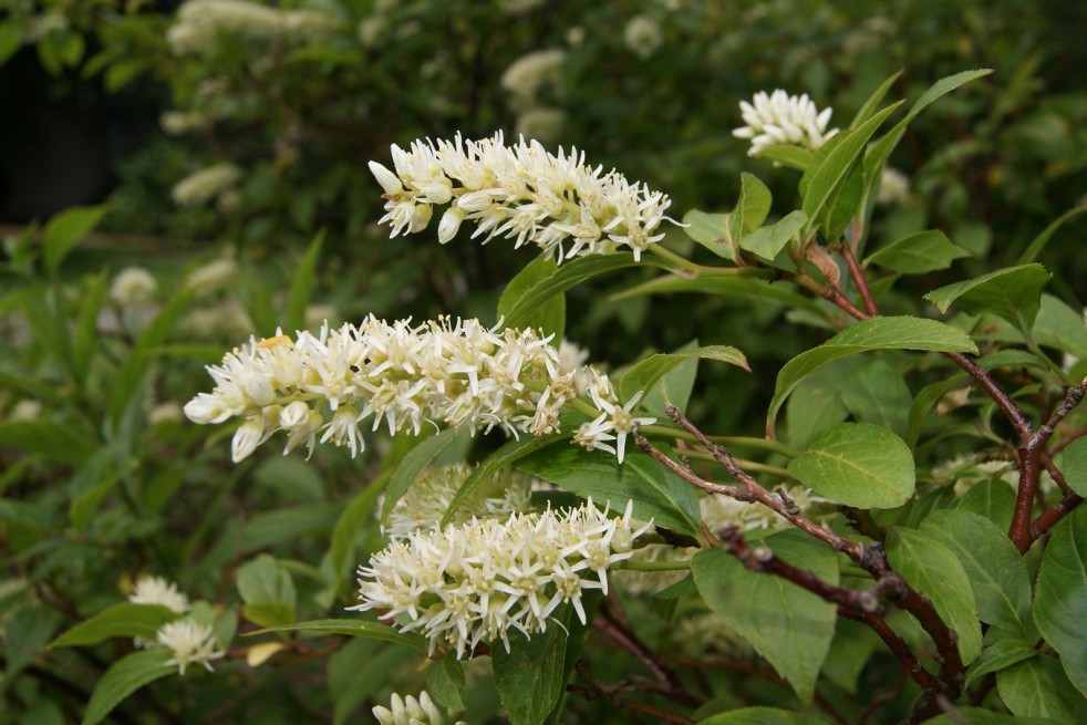 Itea virginica henry's garnet -Jardins du Monde.be