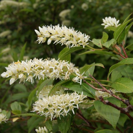 Itea virginica henry's garnet -Jardins du Monde.be