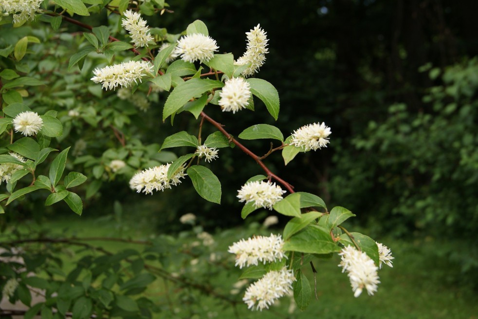 Itea virginica henry's garnet -Jardins du Monde.be
