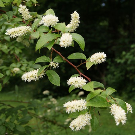 Itea virginica henry's garnet -Jardins du Monde.be