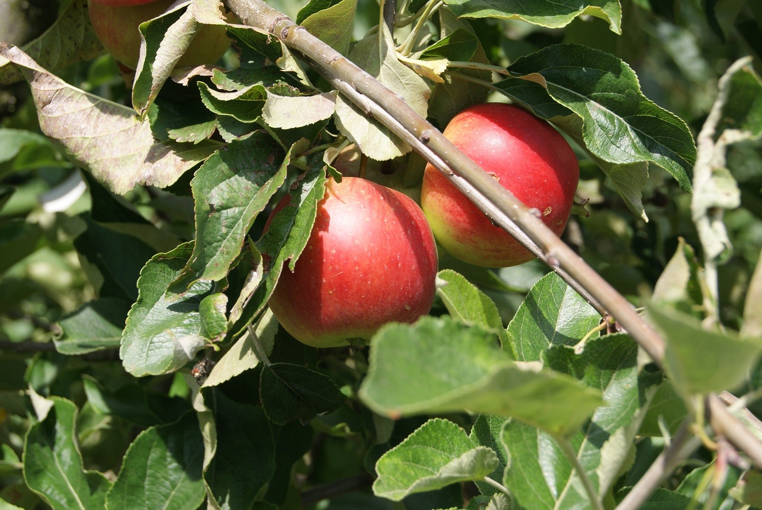Fiesta apple tree