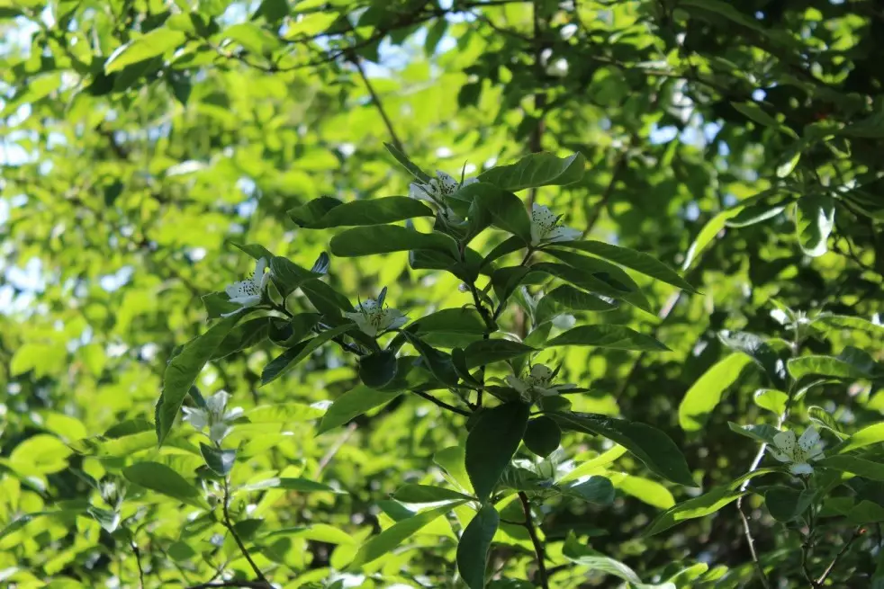 Common Medlar