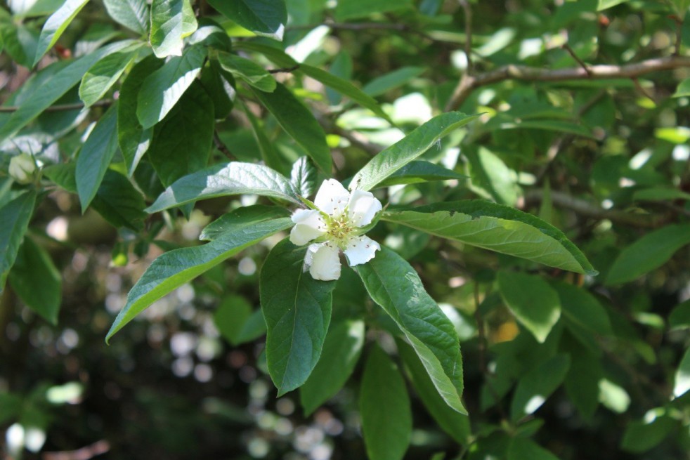 Common Medlar