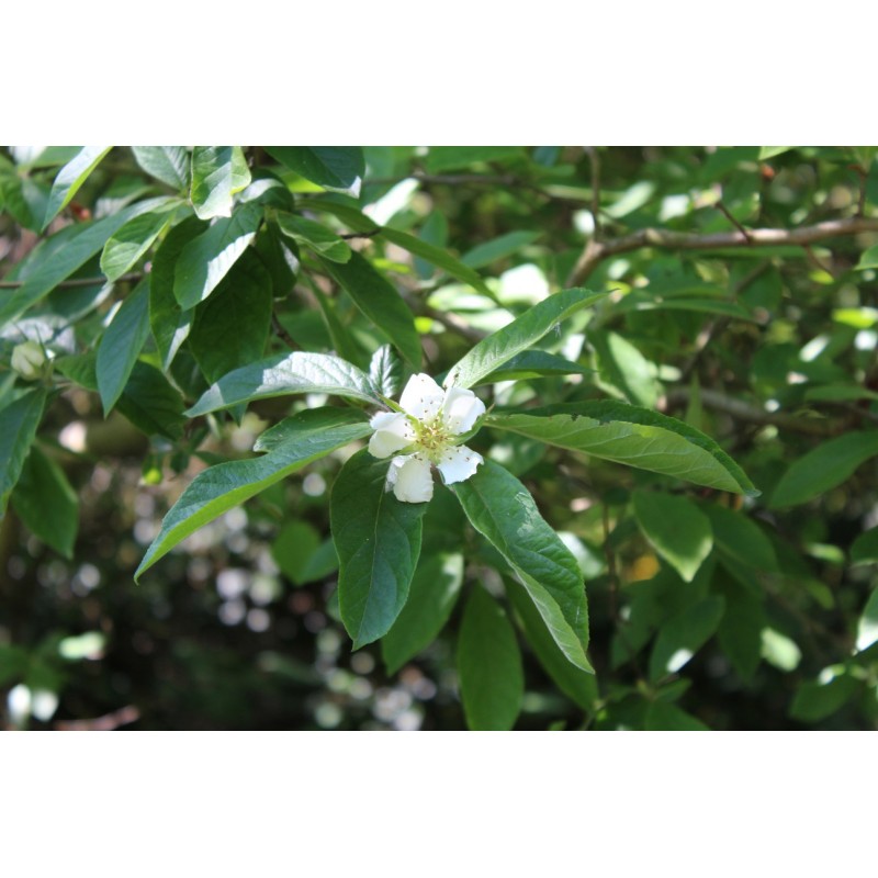 Néflier - Mespilus Germanica