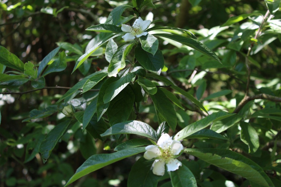 Common Medlar Common Medlar