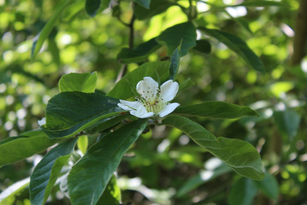 Common Medlar