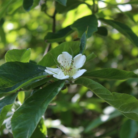 Common Medlar