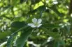 Common Medlar